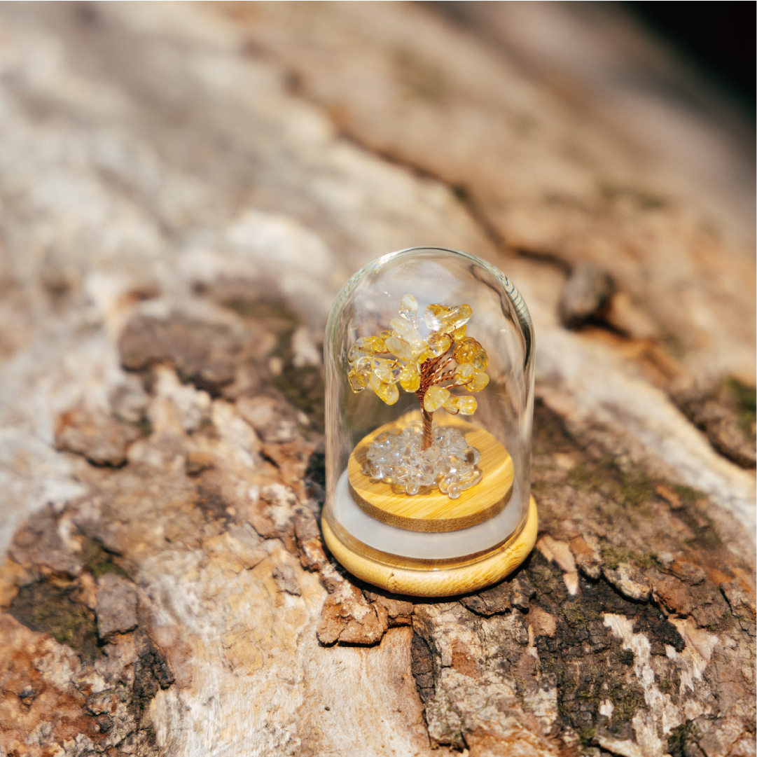 天然水晶|Preserved小樹